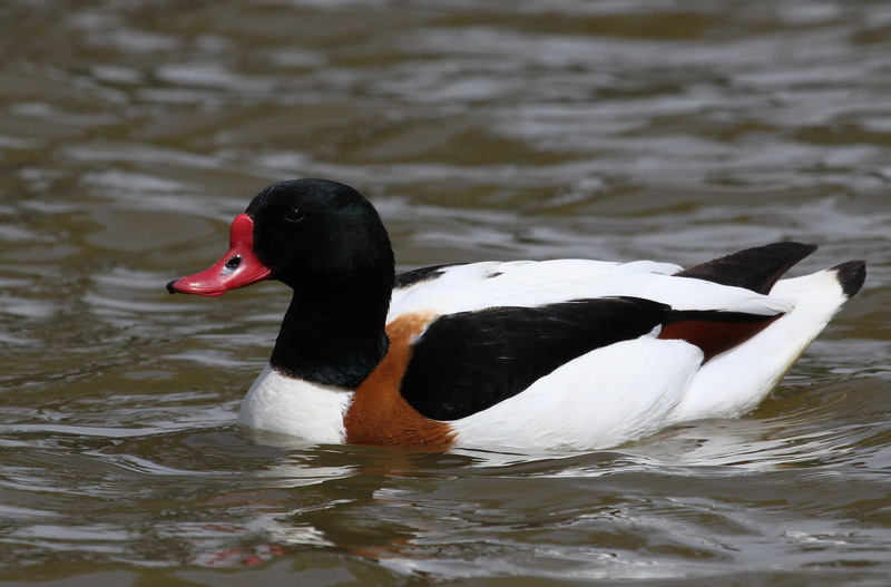 Shelduck